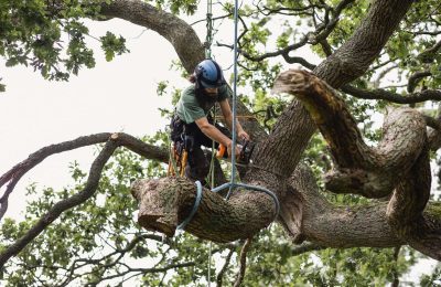 The Importance Of Regular Tree Maintenance In Lakeland