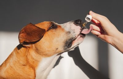 The Healing Power Of CBD For Dogs: A Comprehensive Guide To Enhancing Your Pet’s Health